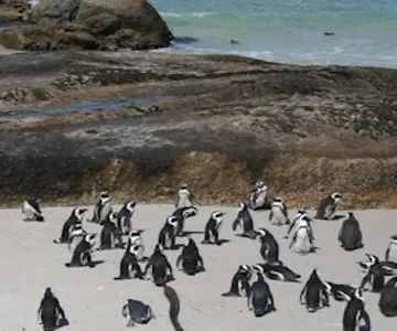 Cape Town: Cape Peninsula & Boulders Beach Tour